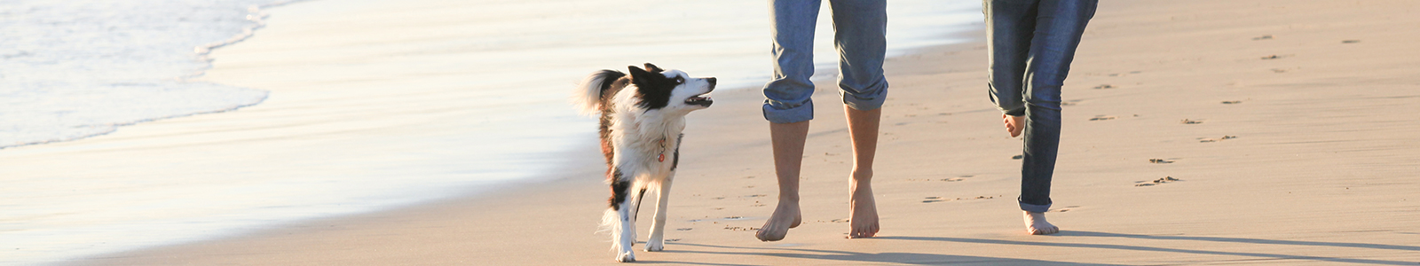 Find the perfect dog walk on your journey - Driving with Dogs